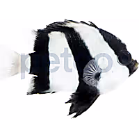 Three Stripe Damsel