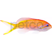 Female Orange Lyretail Anthias - Fiji