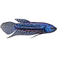 Blue Alien Betta