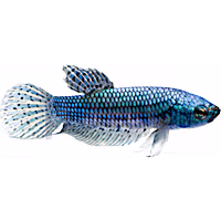 Male Green Alien Betta
