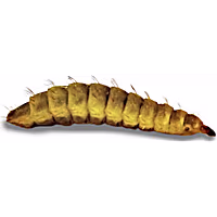 Live Insects Black Soldier Fly Larvae