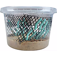 Live Insects Hornworms Habitat Cup