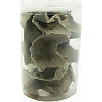 Live Insects Banded Crickets