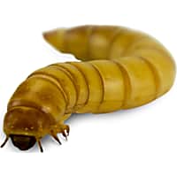 Live Insects Giant Mealworms