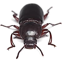 Rice Flour Beetle Culture