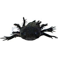 Tomato frog deals petco