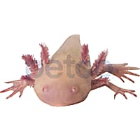 Water frogs petco 2025