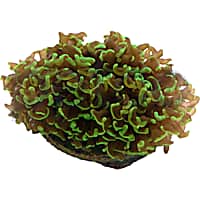 Aquacultured Metallic Green Wall Hammer