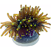 Aquacultured Green with Yellow Tip Torch