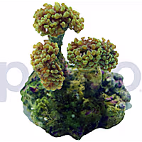 Aquacultured Neon Green Branch Hammer