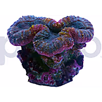 Aquacultured Mint Green with Pink Rim Brain Coral