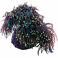 Aquacultured Black Tentacle with Orange Tip Torch