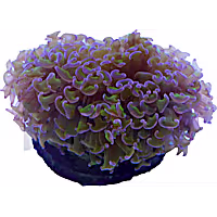 Aquacultured Green with Purple Tips Wall Hammer