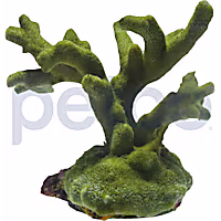 Aquacultured Green Digitata Coral