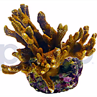 Aquacultured Orange Digitata Coral