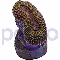 Aquacultured Orange Open Brain Coral