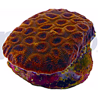 Aquacultured Red Eye with Dark Red Rim Brain Coral