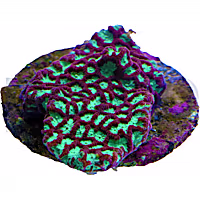 Aquacultured Green Center with Red Rim Brain Coral