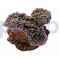 Aquacultured Gold Branch Hammer
