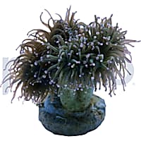 Aquacultured Green with Pink Tip Torch