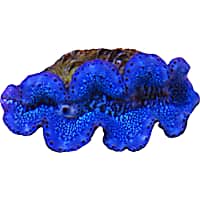 Aquacultured 1st Grade Blue/Turquoise Maxima Clam