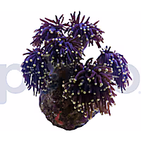 Aquacultured Black Tentacle with Orange Tip Torch Frag