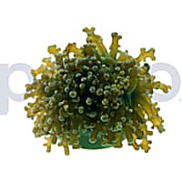 Aquacultured Green with Purple Tips Octopus Branch Frag