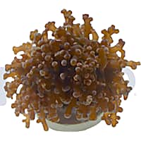 Aquacultured Orange Octopus Branch Frag