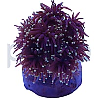 Aquacultured Black Tentacle with Yellow Tip Torch