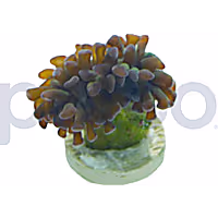 Aquacultured Green with Pink Tips Branch Hammer Frag