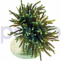 Aquacultured Green Torch Frag