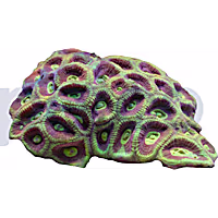Aquacultured Colored Brain Coral