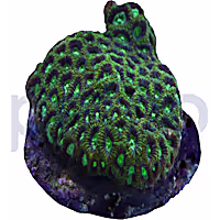 Aquacultured Metallic Green Brain Coral