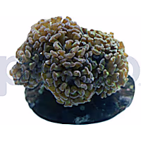 Aquacultured Green with Pink Tips Branch Hammer