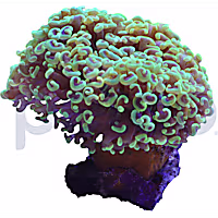 Aquacultured Green Wall Hammer