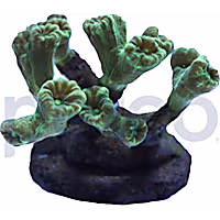 Aquacultured Metallic Green Caulastrea Coral