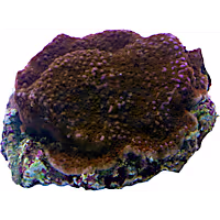 Aquacultured Superman Montipora Coral