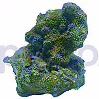 Aquacultured Pokerstar Montipora Coral