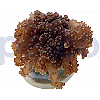 Aquacultured Gold Tip Octopus Branch Frag