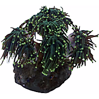 Aquacultured Green with Yellow Tip Torch Frag