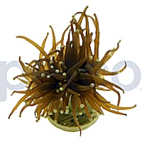Aquacultured Ultra Gold Torch Frag