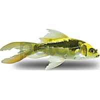 Mosquito fish petco on sale