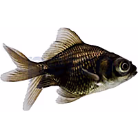 Black Moor Goldfish