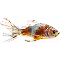 Calico Fantail Goldfish