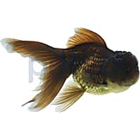Petco sales fancy goldfish