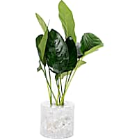 Anubias Nana - Small, 5pk
