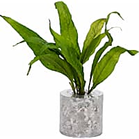 Java Fern