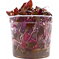 Alternanthera Reineckii