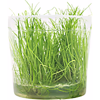 Eleocharis Acicularis