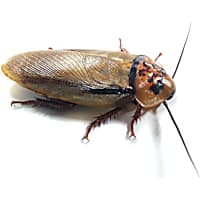 Live Insects Orange Head Cockroaches